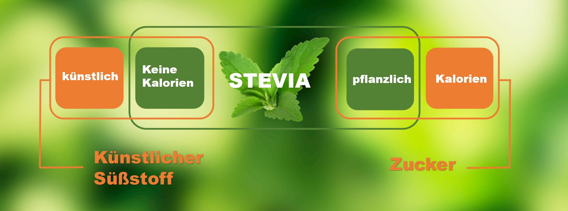 Zucker vs. Stevia stevia süssung
